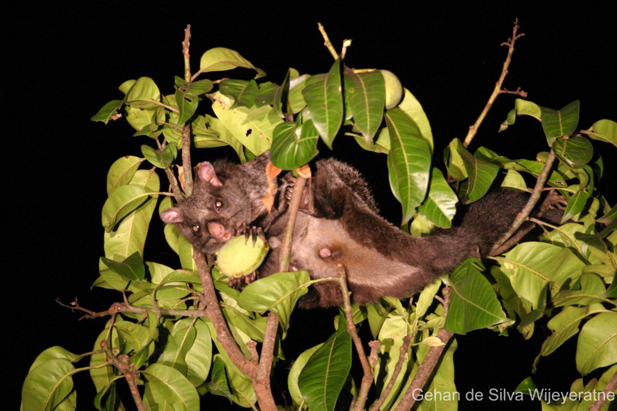 Pteromyidae